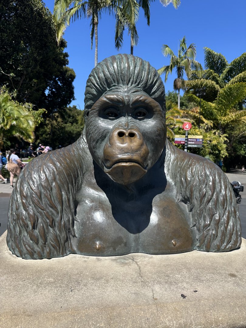 July 2025 - Bust of Mbongo (Mountain Gorilla)