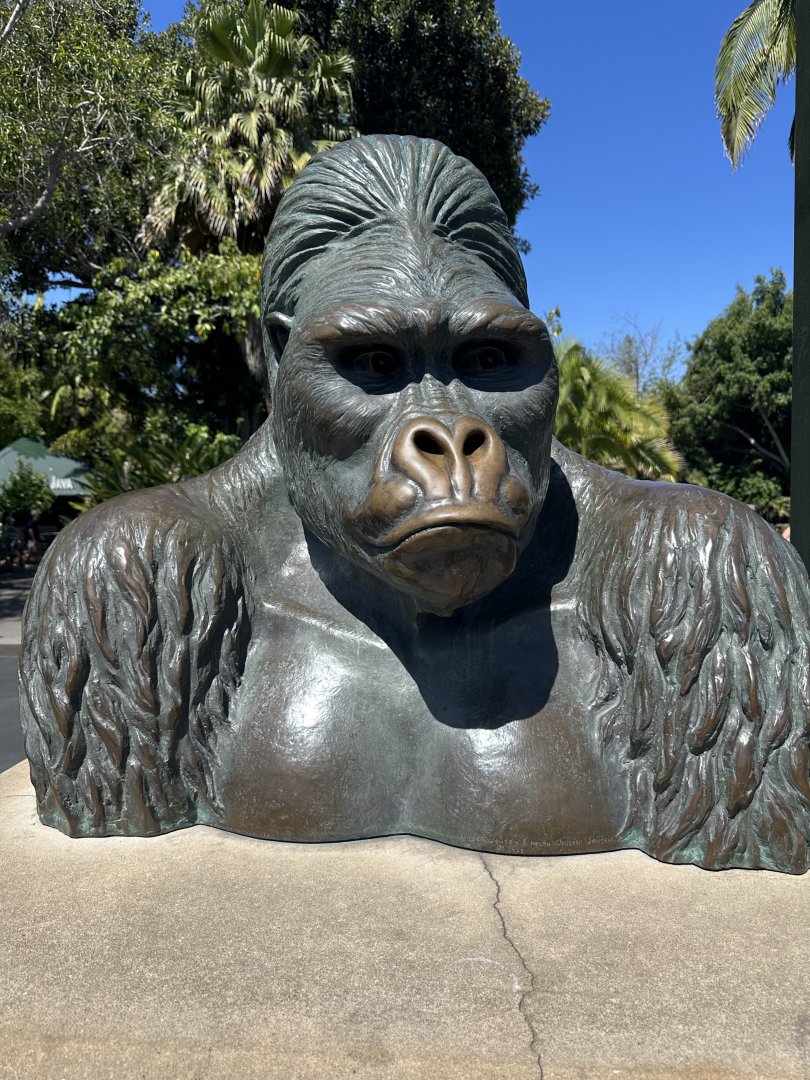 July 2025 - Bust of Ngagi (Mountain Gorilla)