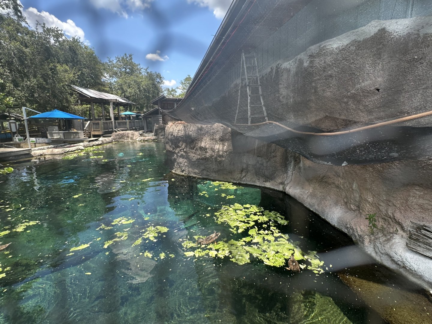 July 2025 - Florida Wilds - Manatee Pool