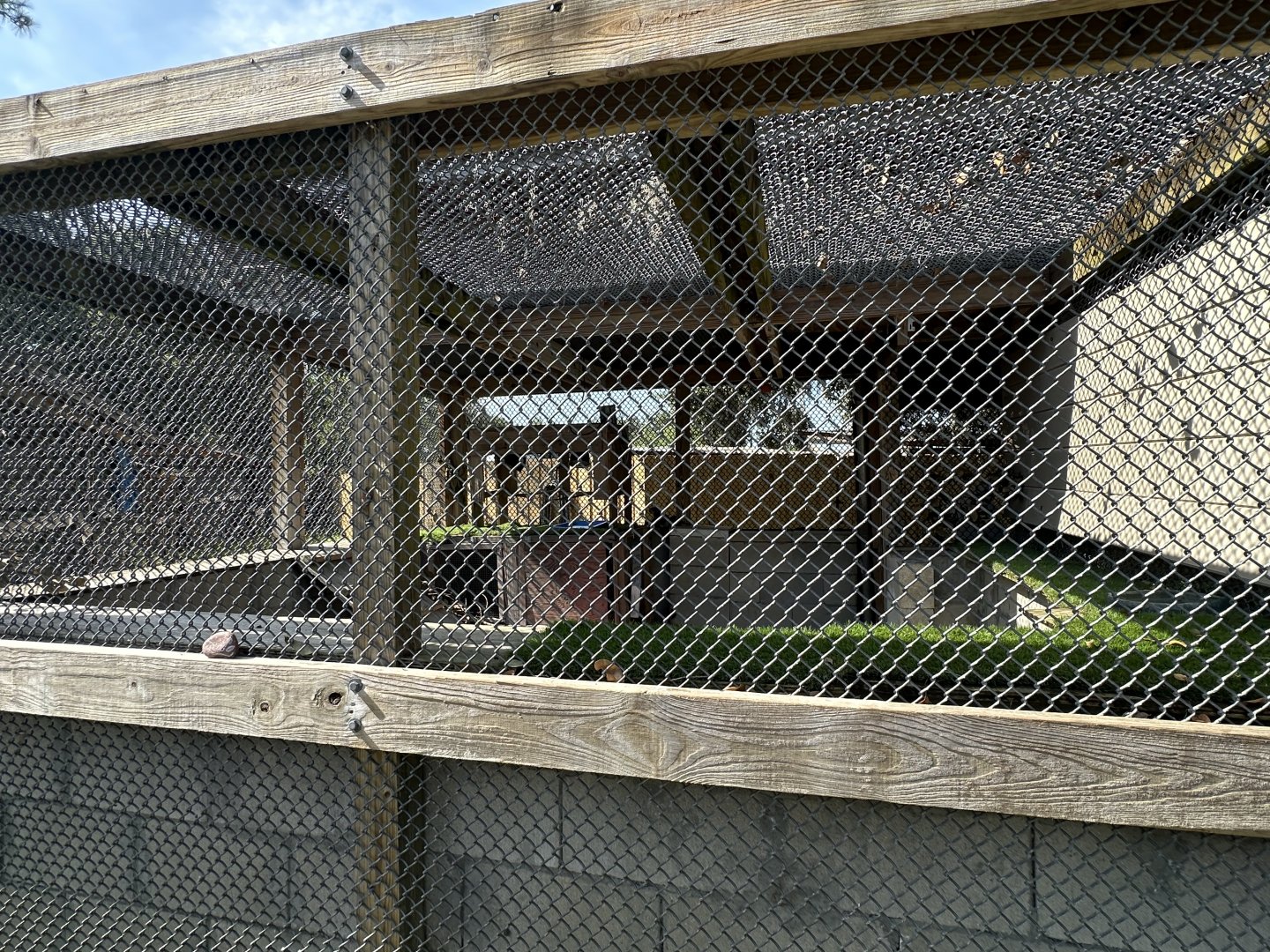 July 2025 - Green Iguana Enclosure