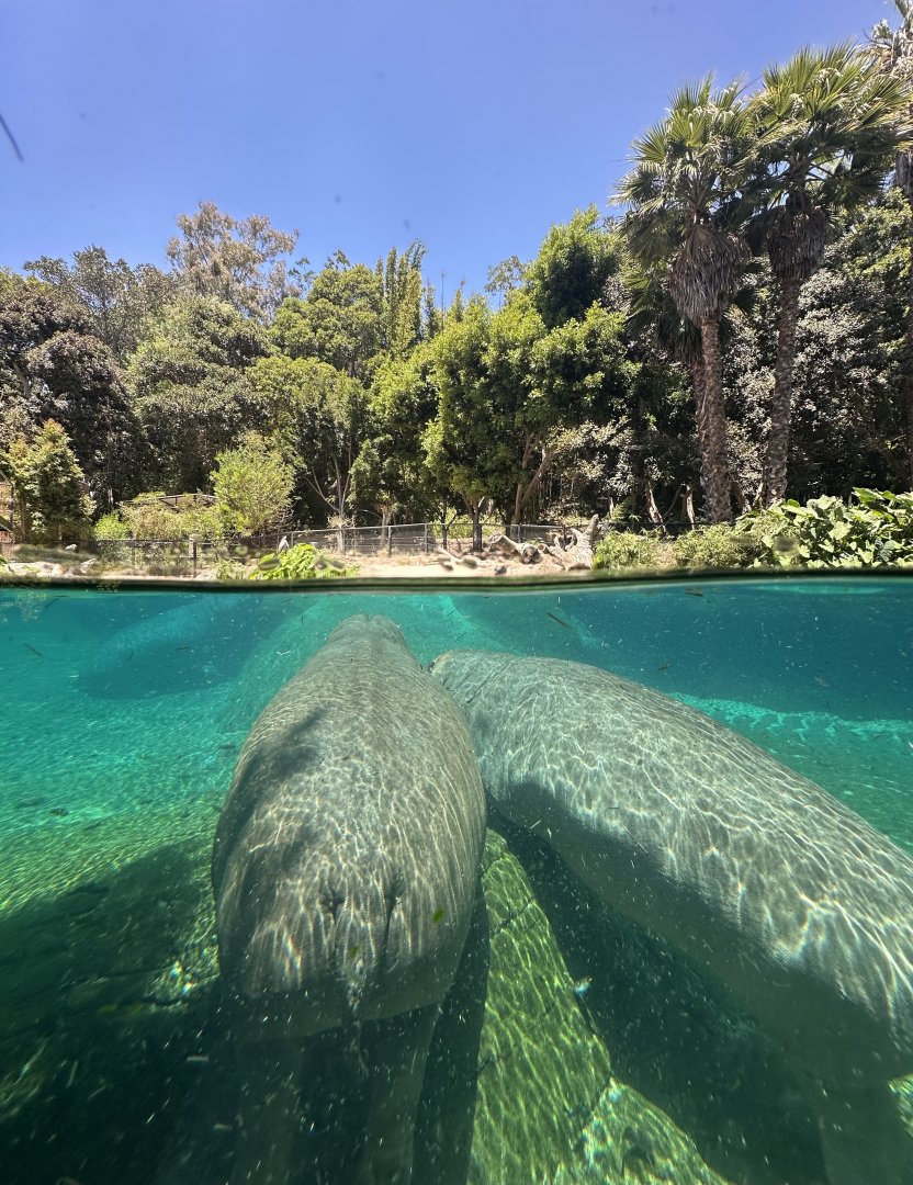 July 2025 - Lost Forest - Common Hippos (H. amphibius)