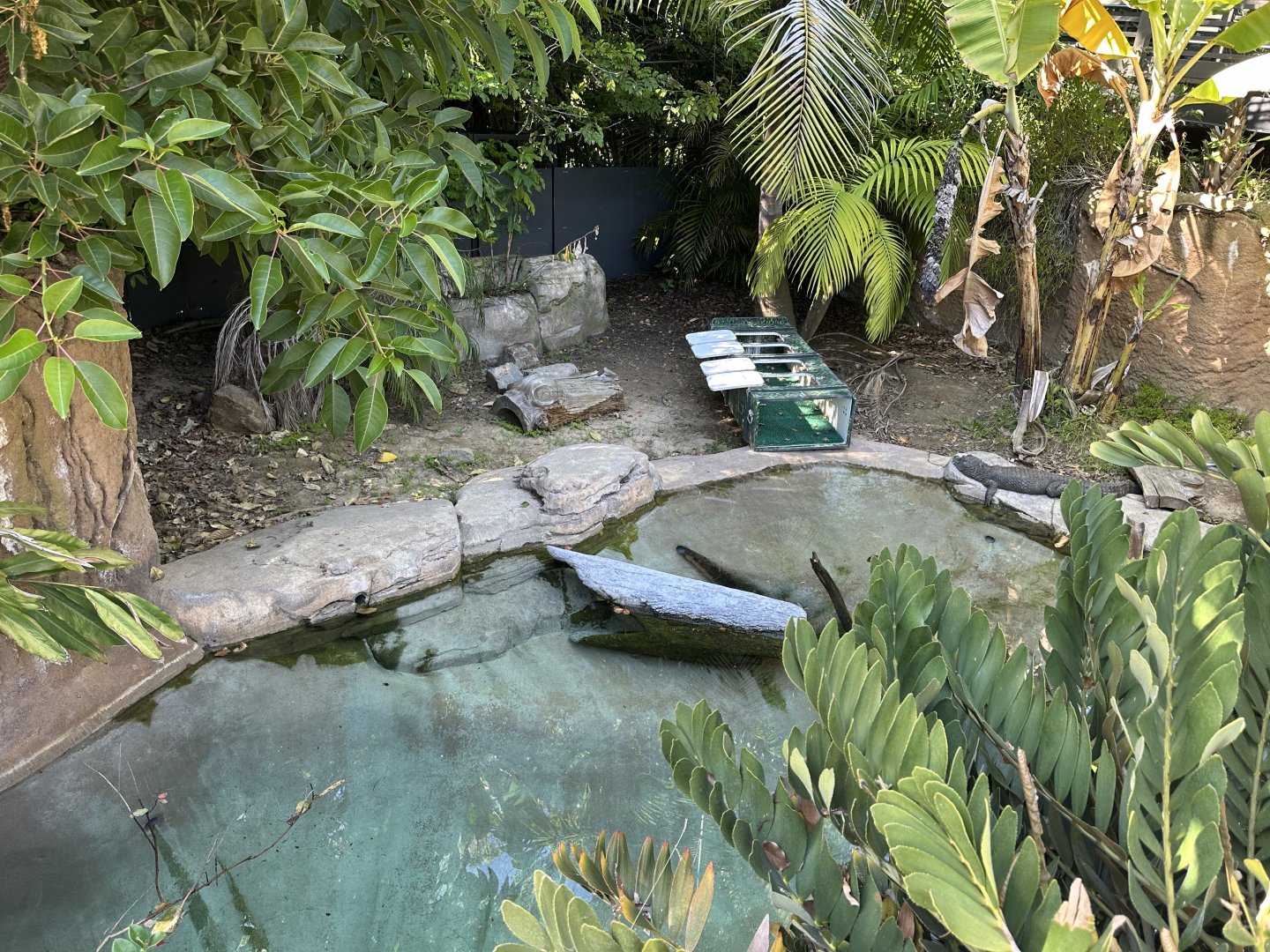 July 2025 - Reptile Walk - Chinese Alligator Enclosure