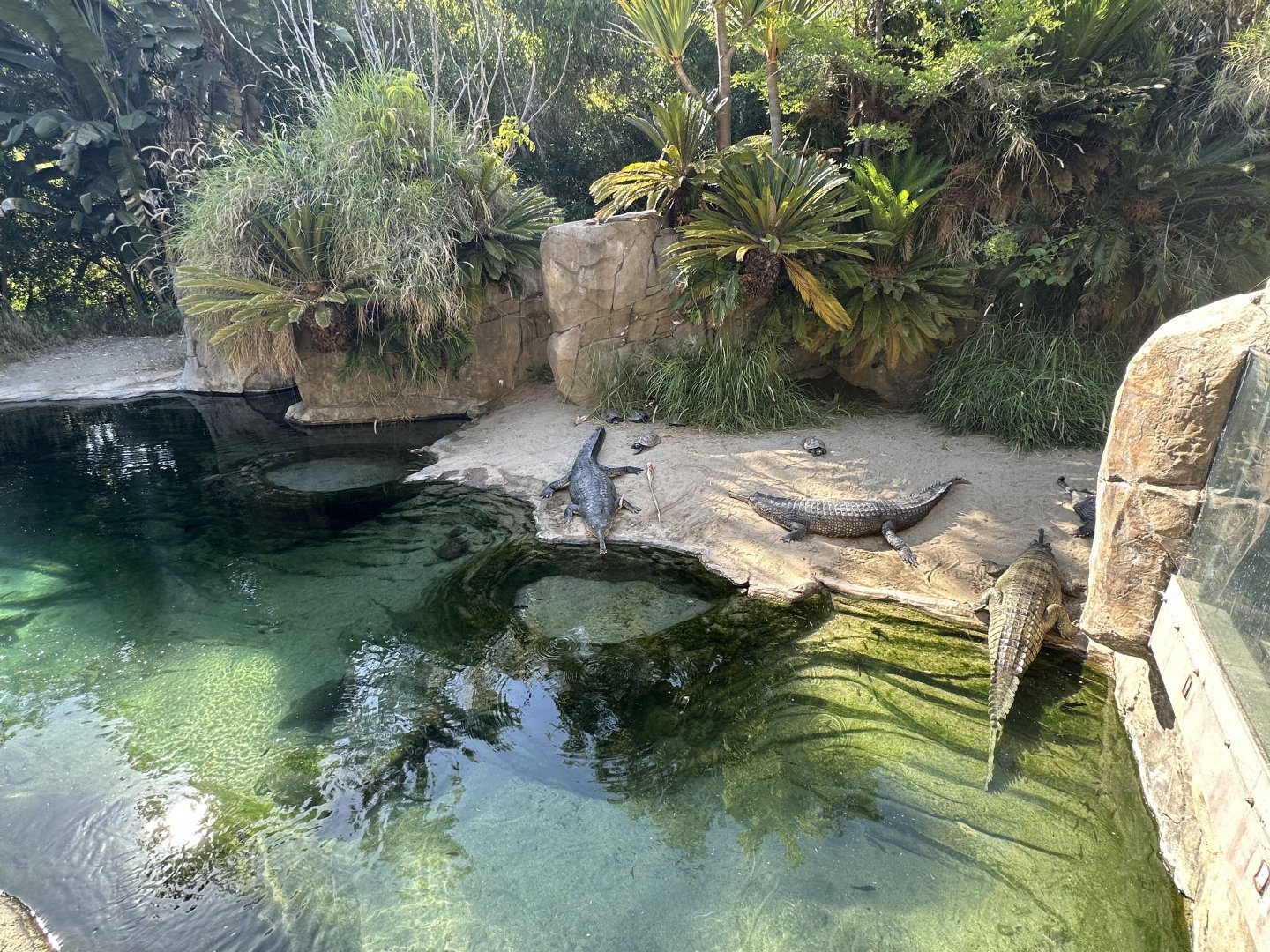 July 2025 - Reptile Walk - Gharial Mixed Enclosure