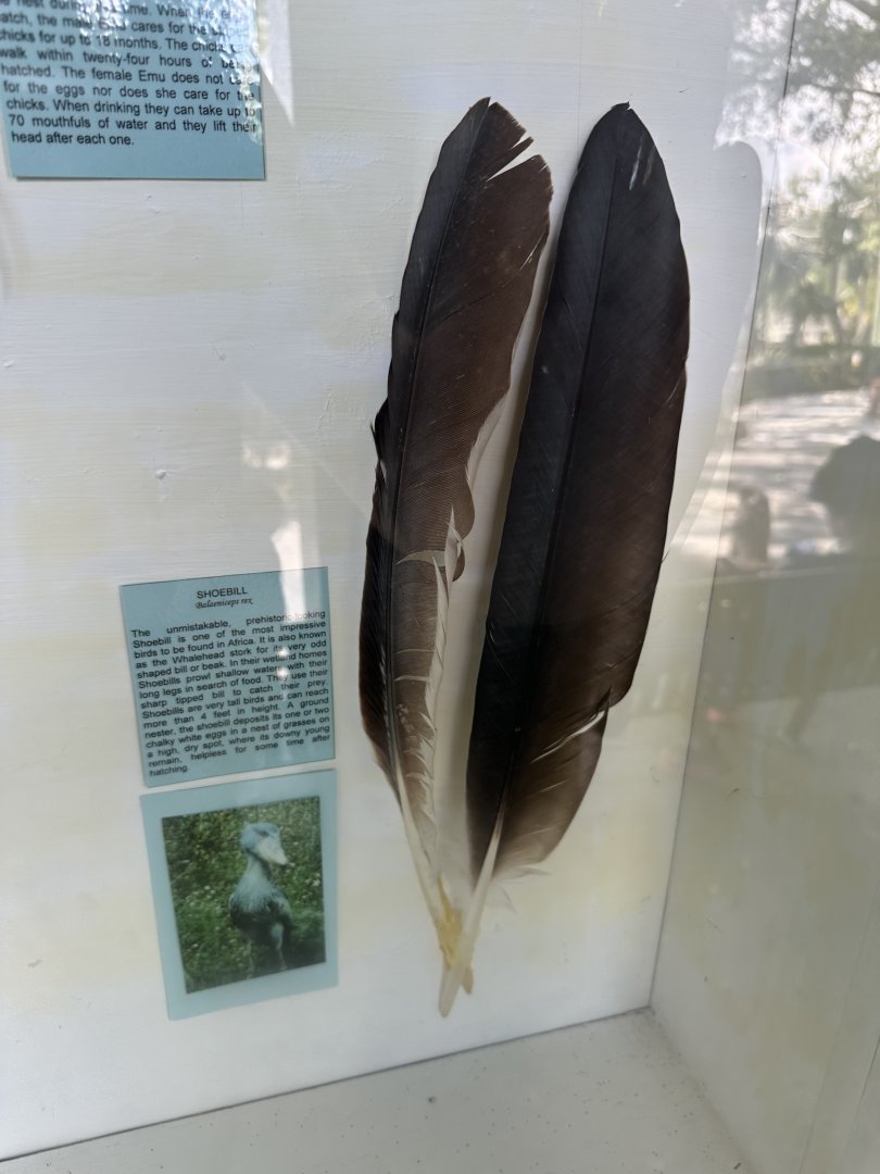 July 2025 - Shoebill Feathers