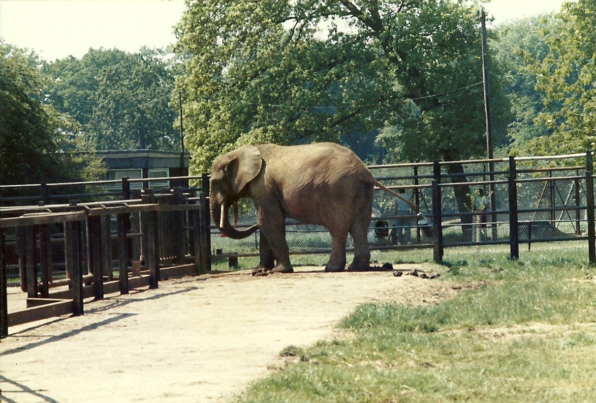 Jumbo, May 1985