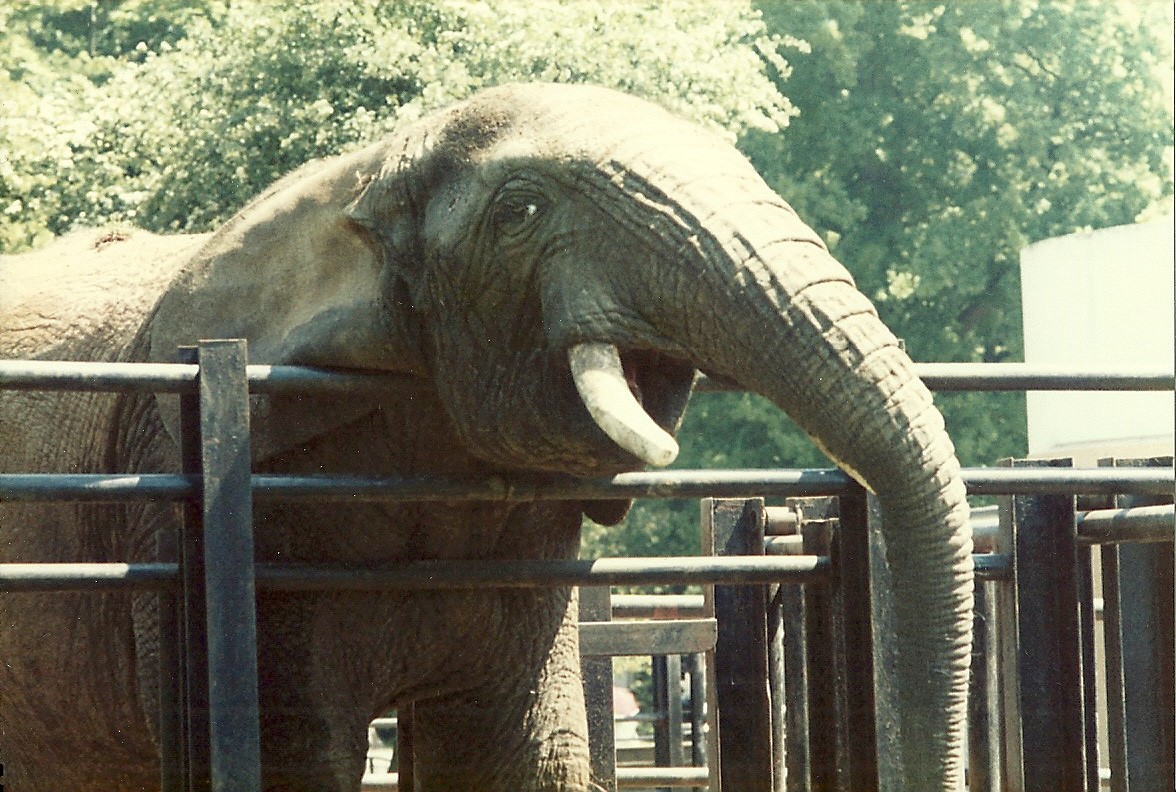 Jumbo, May 1985