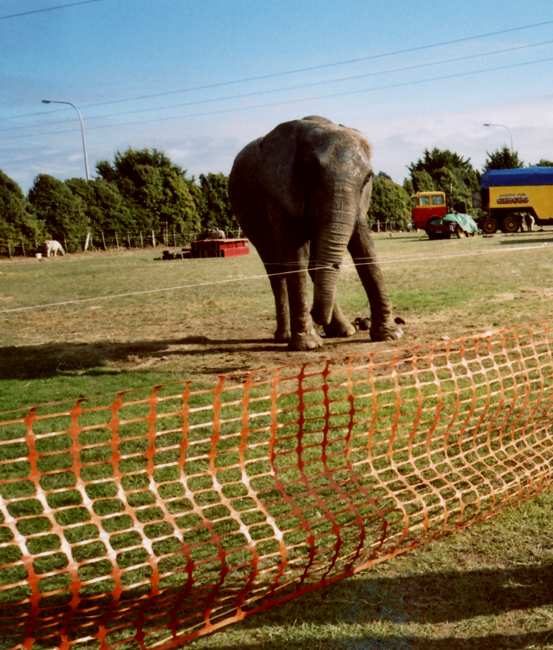 Jumbo / Mila post-circus performance (2005?)