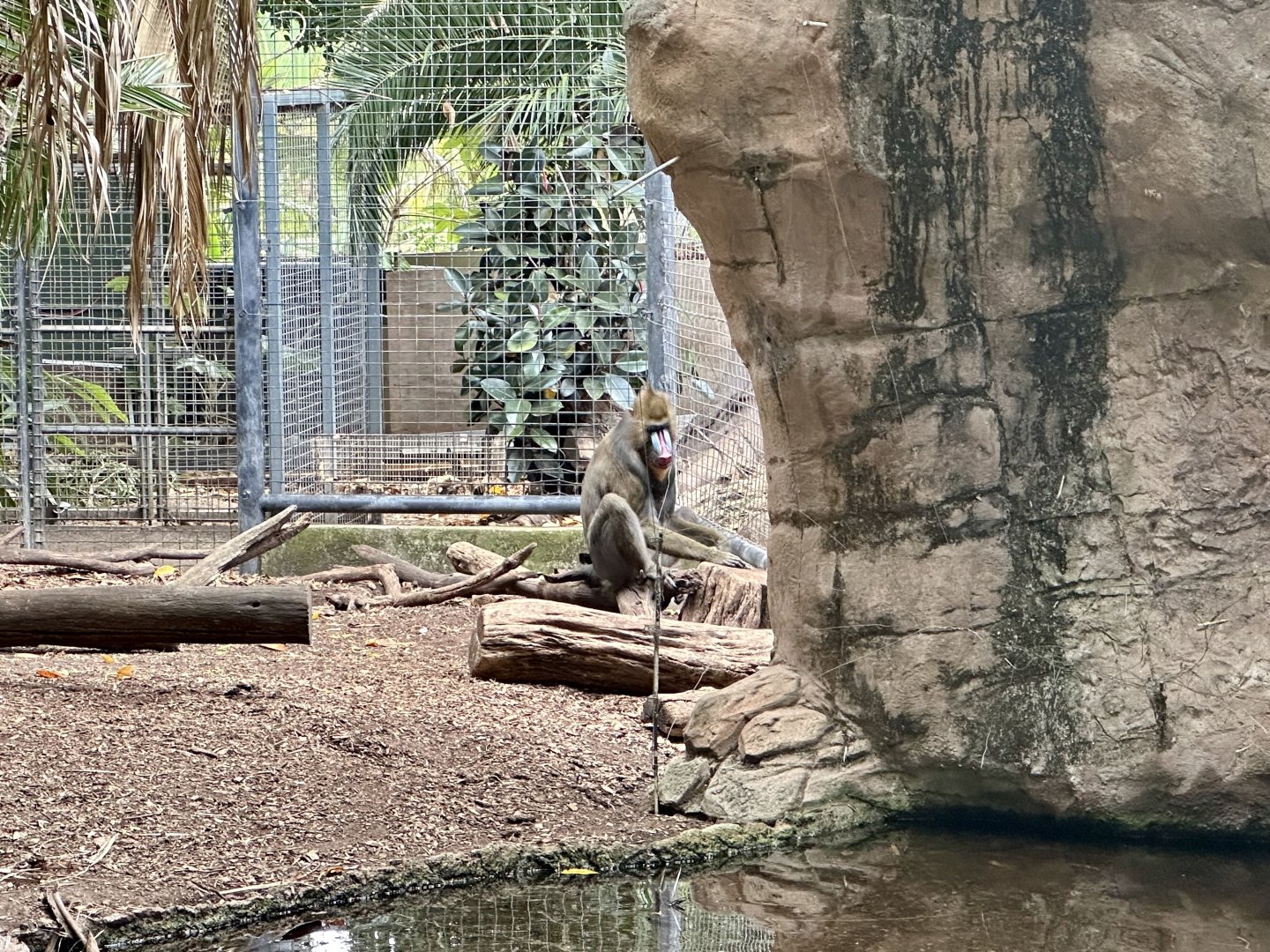 Jumoke (Mandrill)