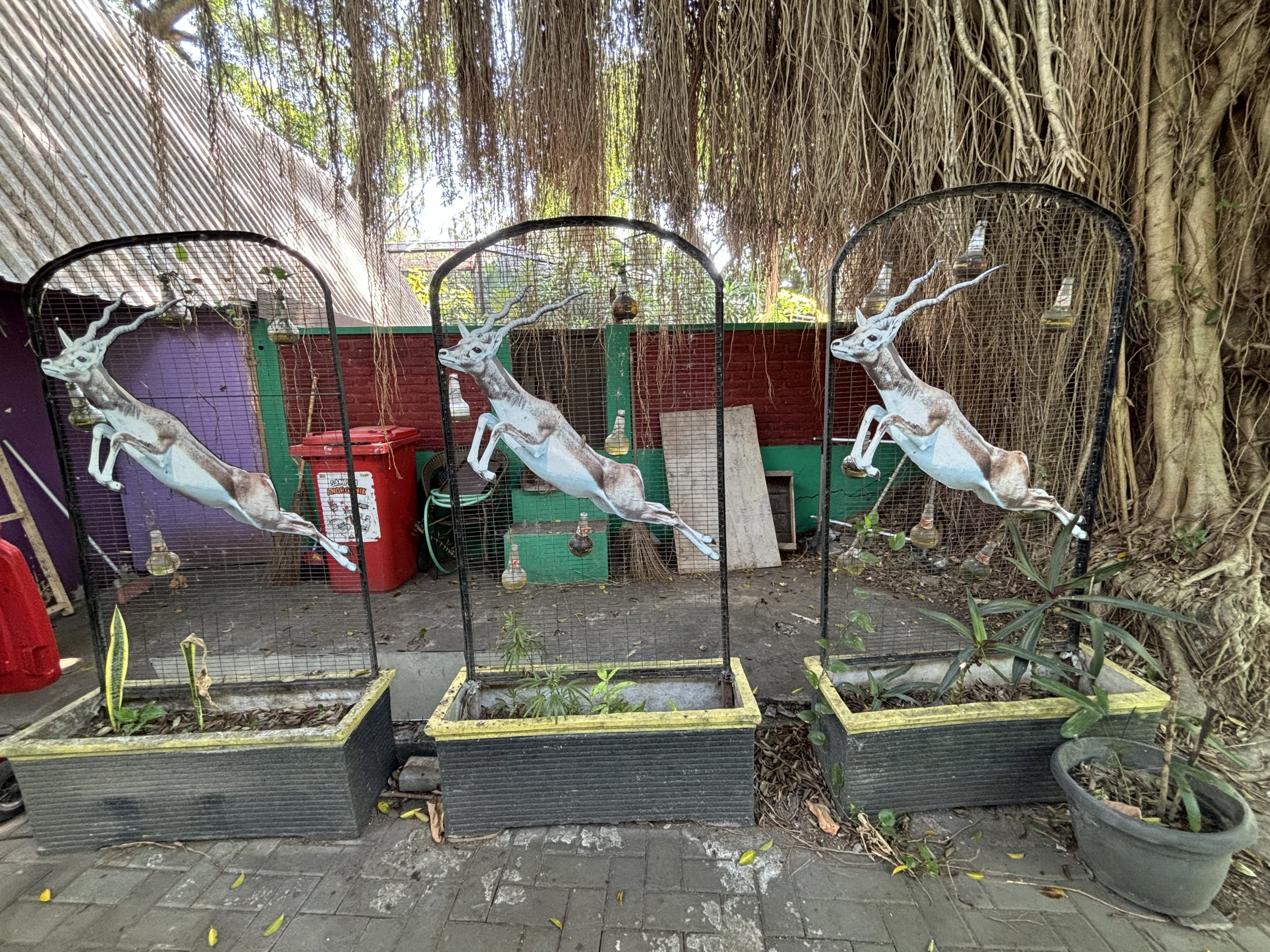 Jumping Blackbuck Display