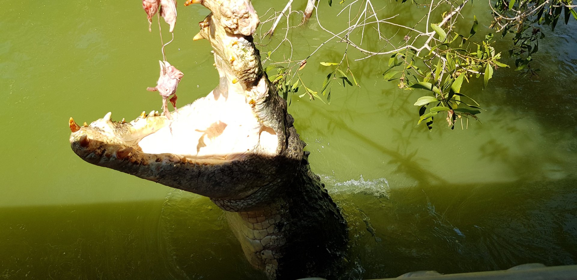 jumping croc - Tetley