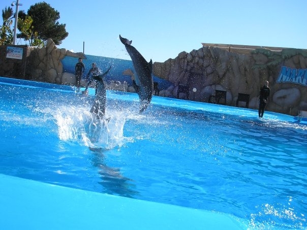 Jumping Dolphins, Marineland Mallorca, April 2007