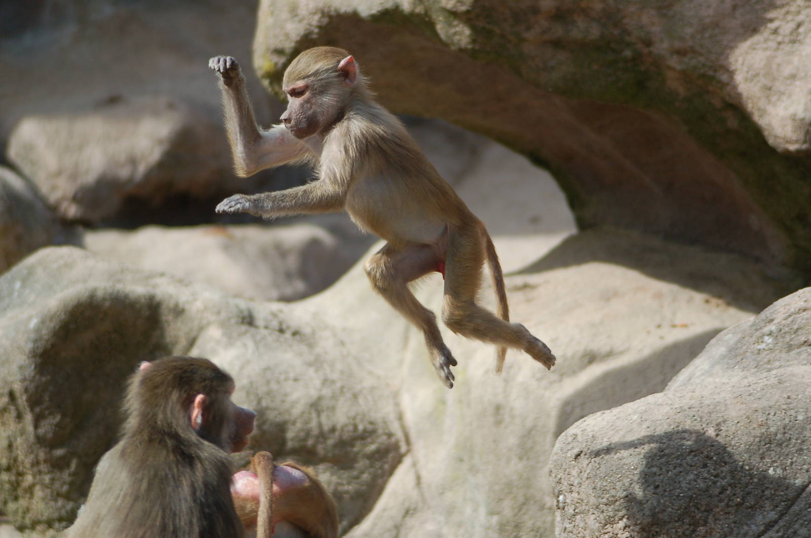 Jumping Hamadryas Baboon