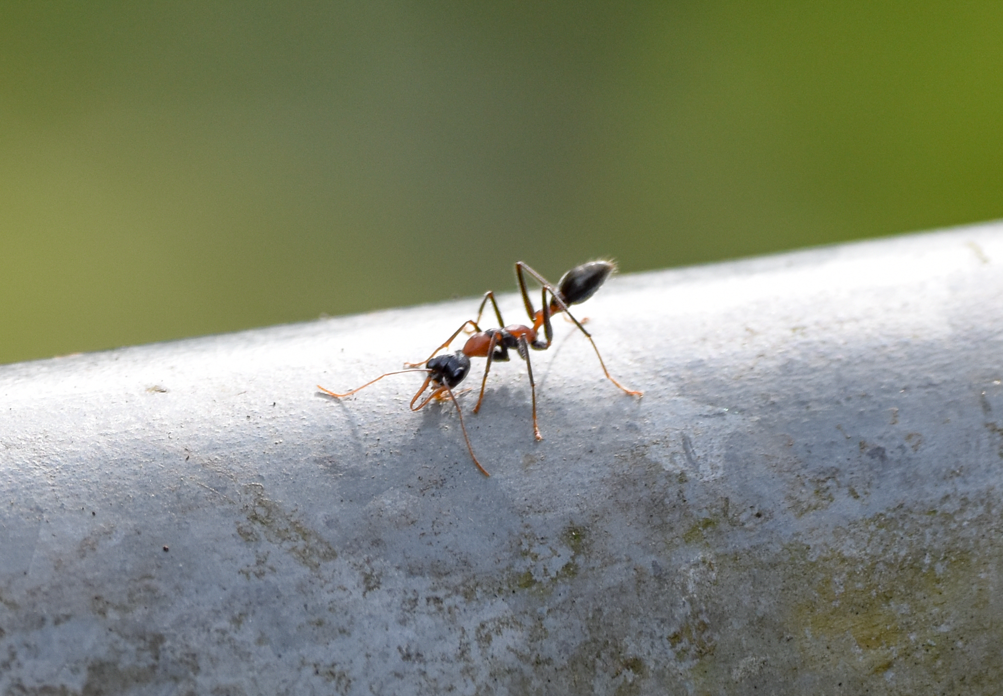 Jumping Jack Ant, Myrmecia nigrocincta