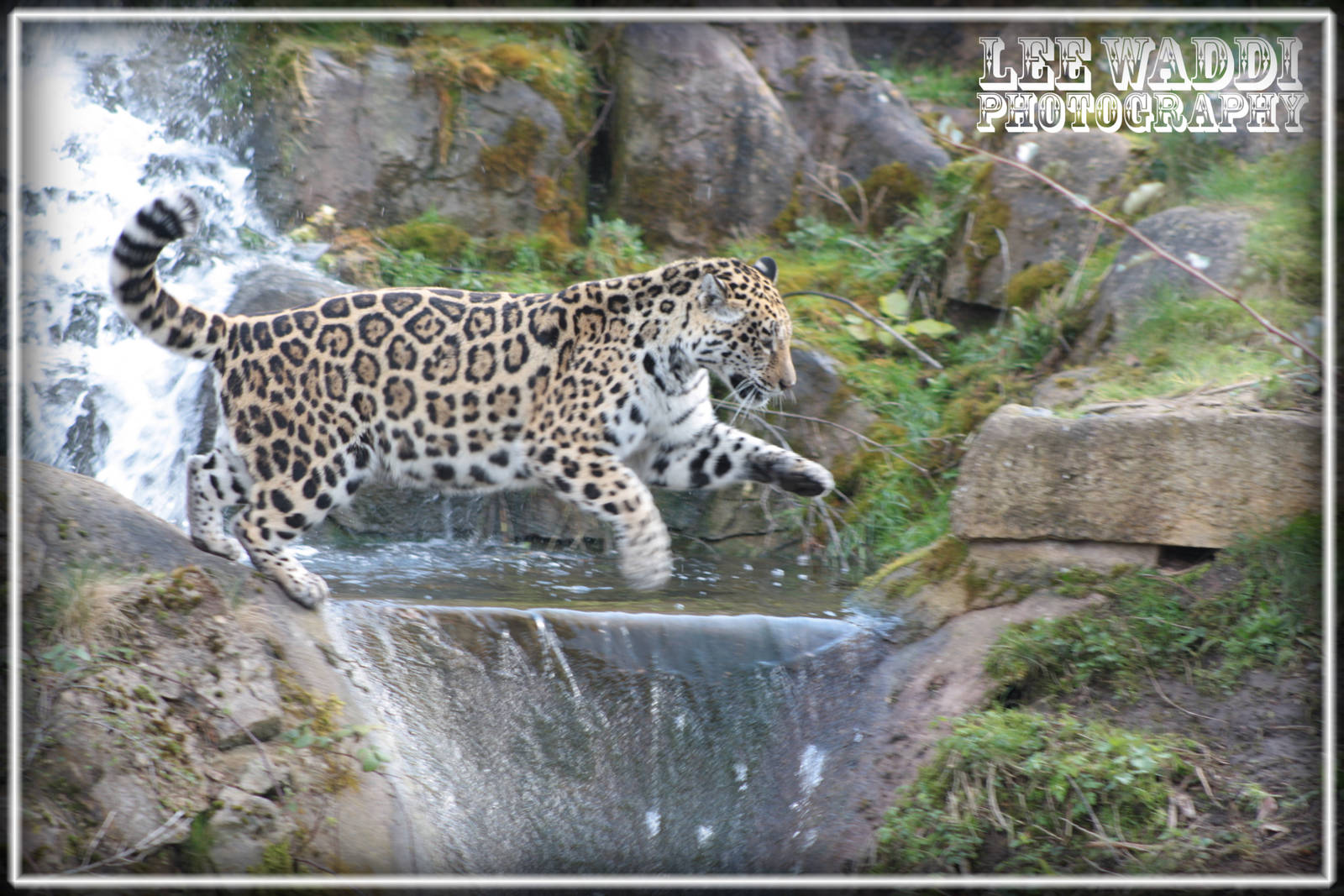Jumping Jaguar