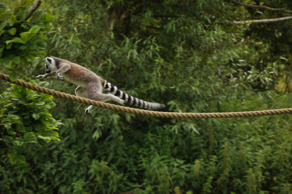 Jumping Lemur