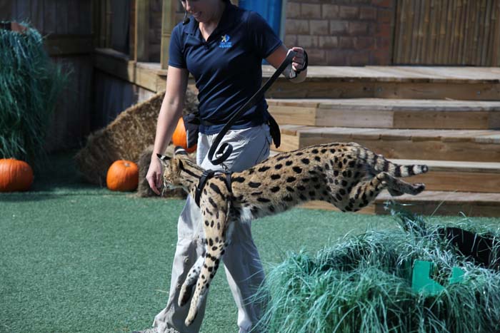 jumping serval