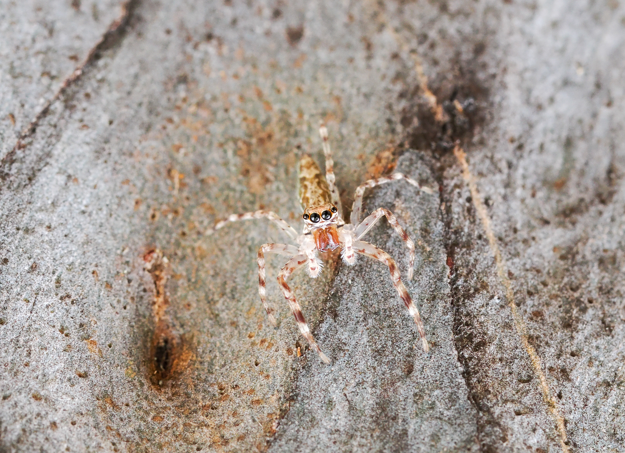jumping spider, Helpis sp.