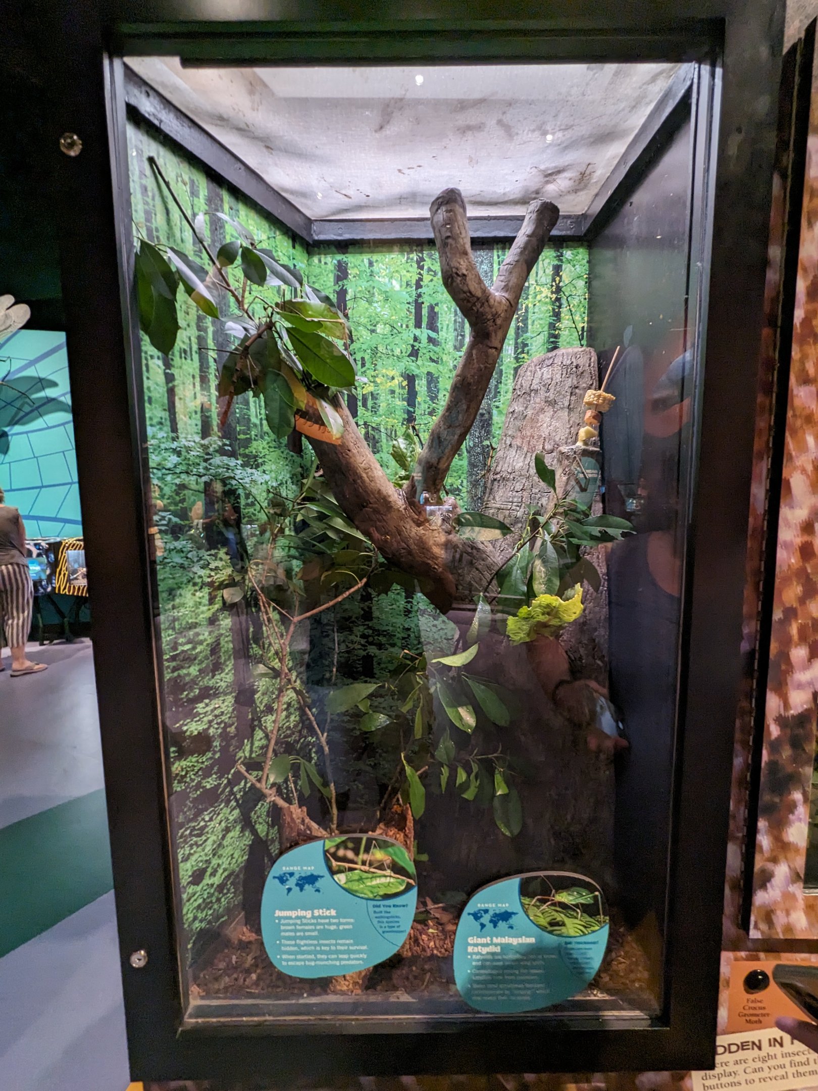 Jumping stick, giant Malaysian katydid