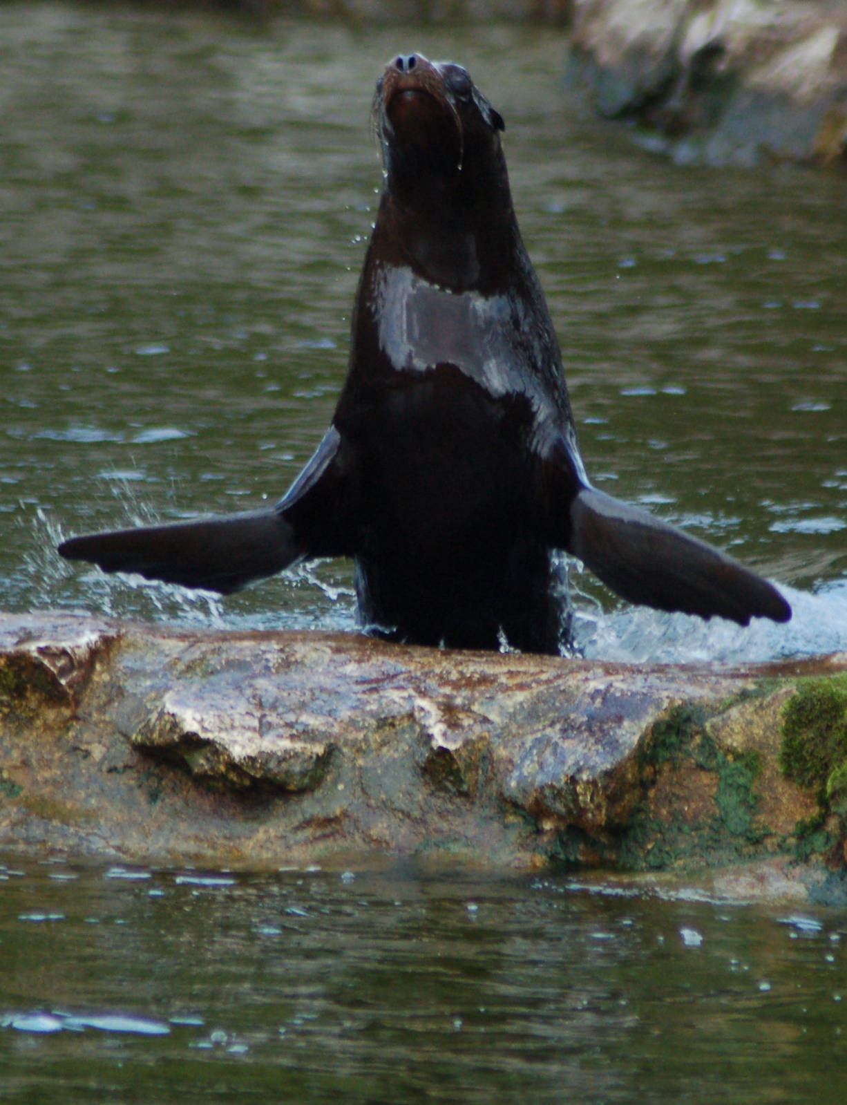 Jumping up from water