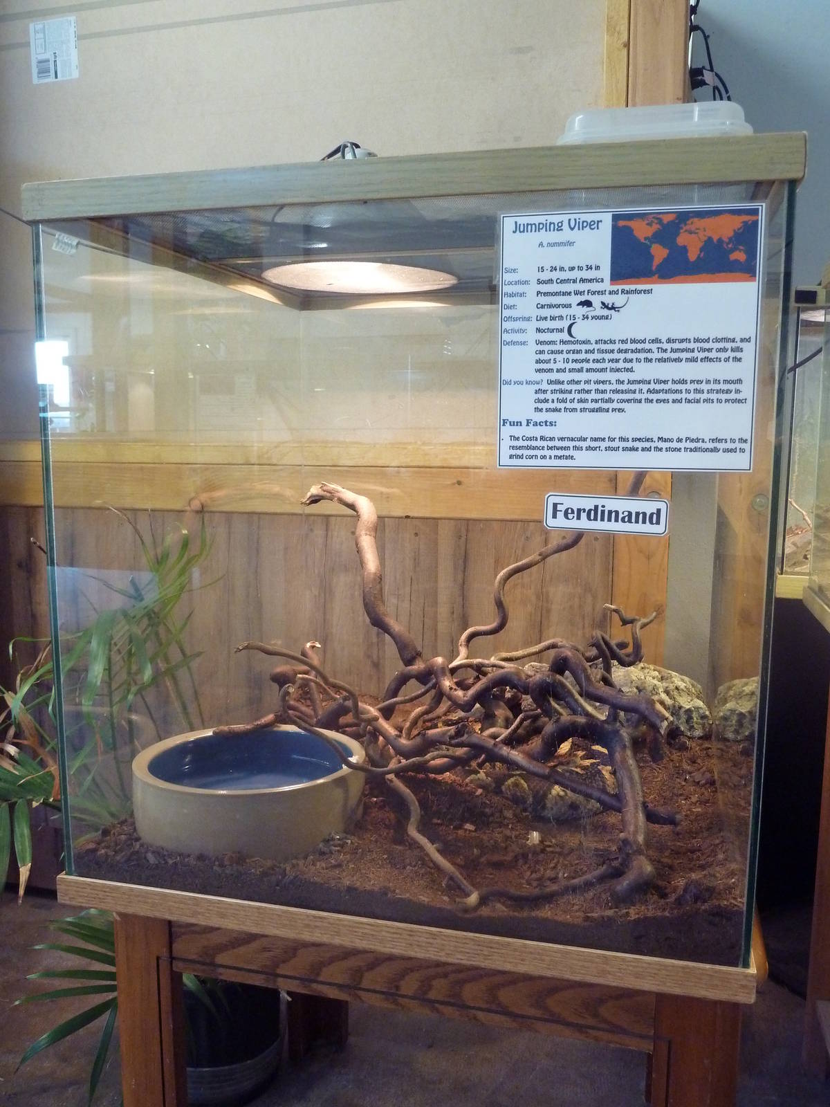 Jumping Viper Exhibit