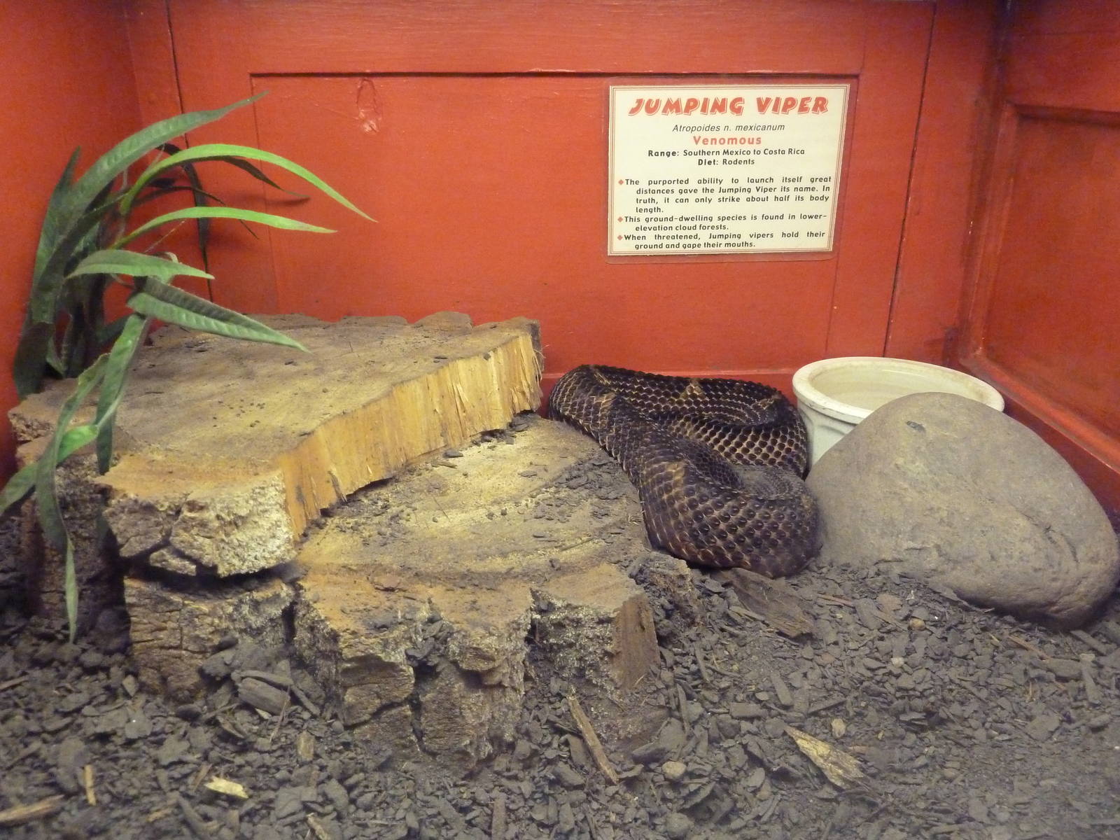 Jumping Viper Exhibit