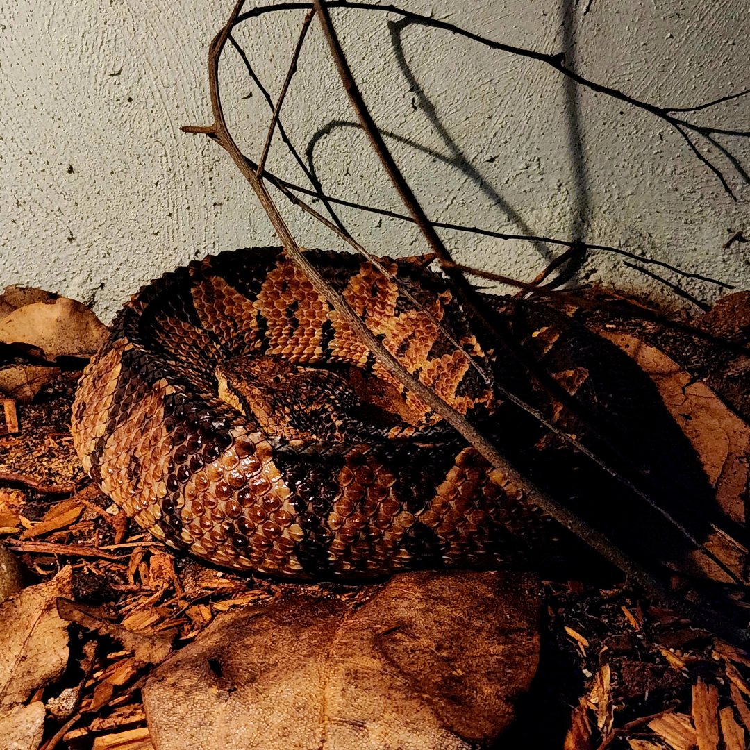 Jumping Viper (Metlapilcoatlus nummifer)
