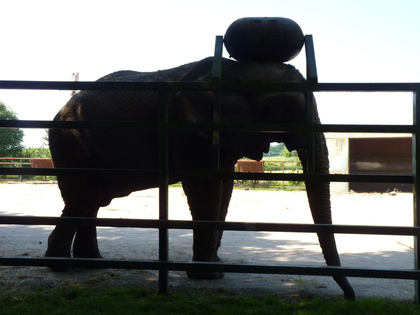 Jums the African Elephant