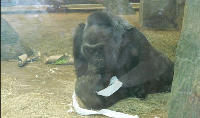 Jun. 2011-Colo-First Captive Born Gorilla