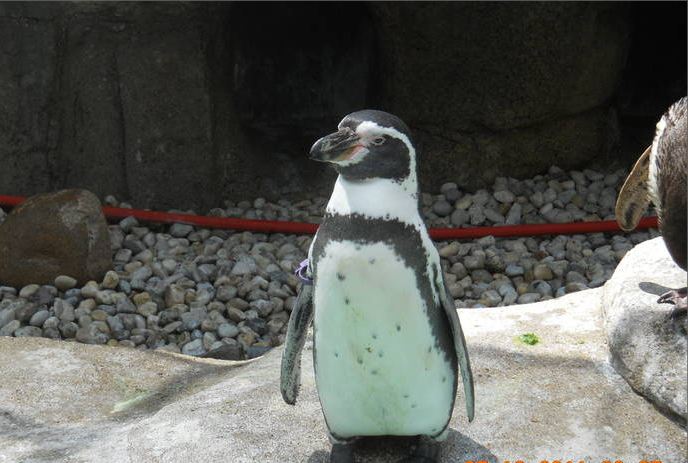 Jun. 2011-Humboldt Penguin
