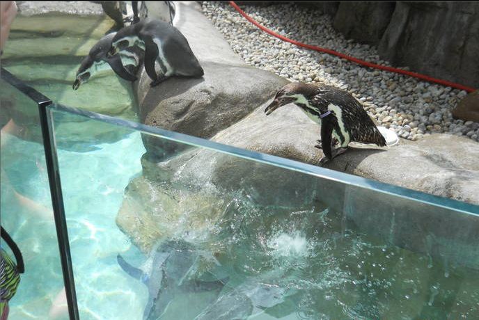 Jun. 2011-Humboldt Penguins