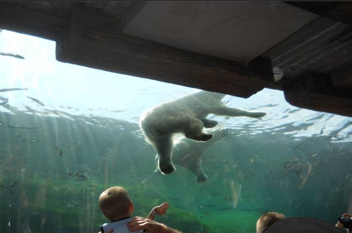 Jun. 2011-Polar Bears