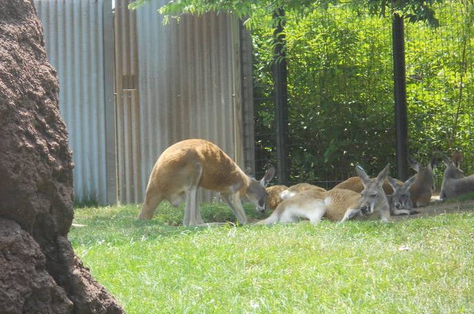 Jun. 2011-Red Kanaroos