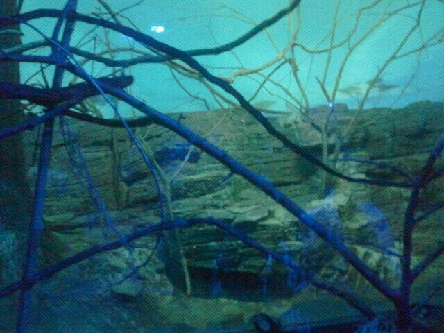 Jun. 2012-Aardvark/Greater Bushbaby/Giant Fruit Bat exhibit