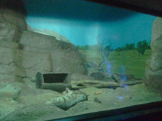 Jun. 2012-Aardwolf exhibit