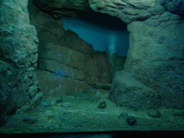 Jun. 2012-Aardwolf exhibit