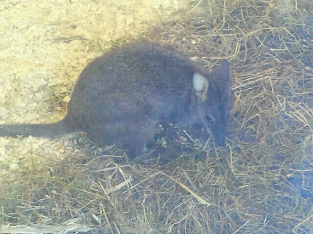 Jun. 2012-Adams, the Parma Wallaby