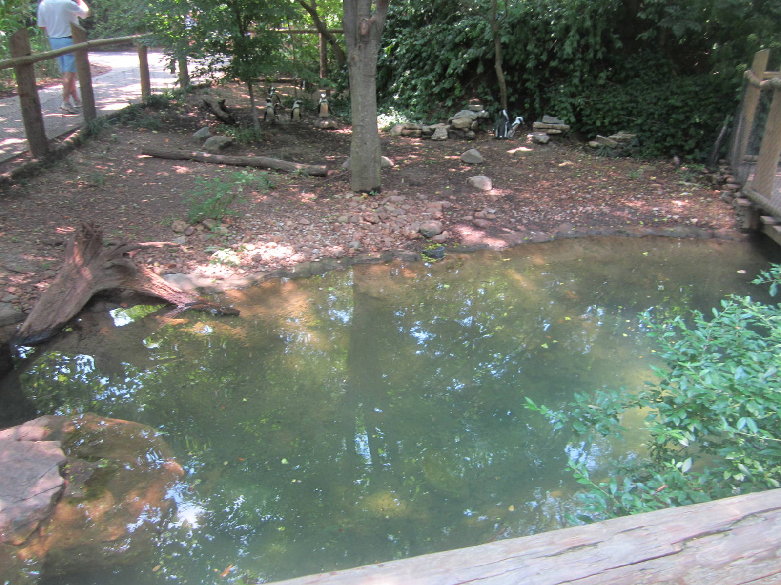 Jun. 2012-African penguin exhibit