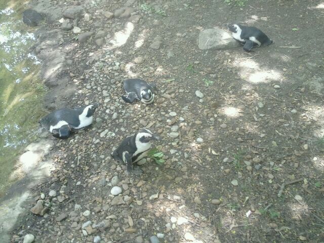 Jun. 2012-African penguins