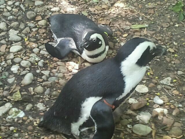 Jun. 2012-African penguins