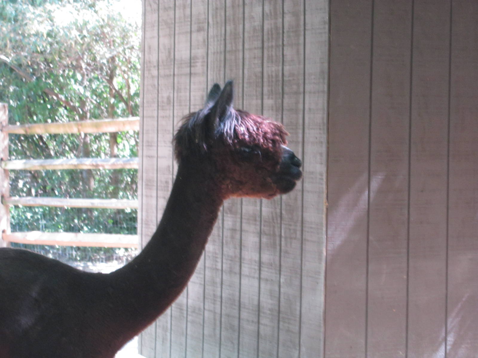 Jun. 2012-Alpaca