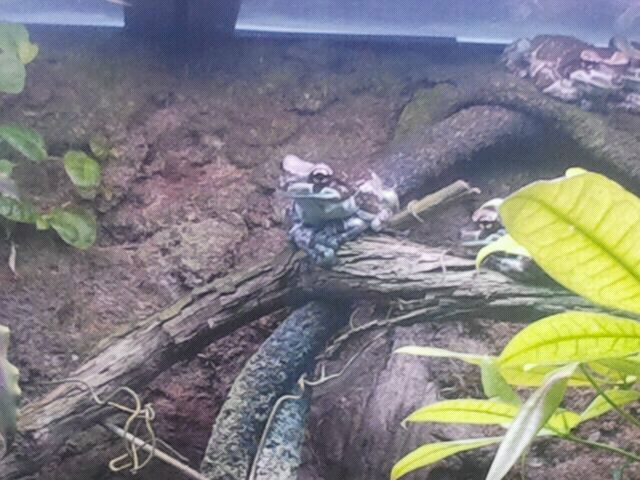 Jun. 2012-Amazon Milk Frogs