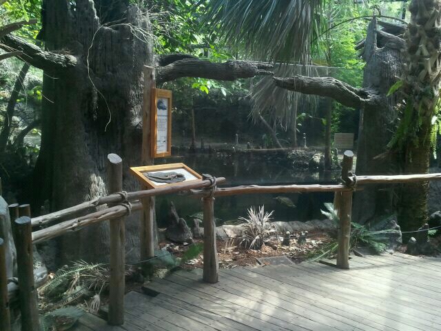 Jun. 2012-American Alligator/Florida Cooter/Spotted Turtle exhibit viewing