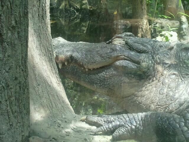 Jun. 2012-American Alligator