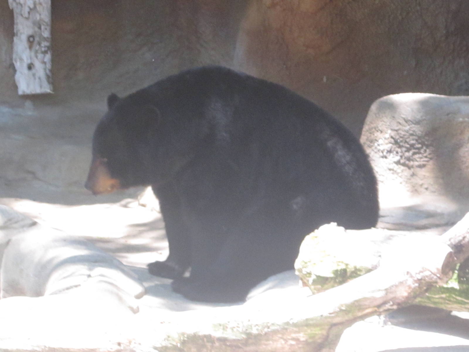 Jun. 2012-American Black Bear