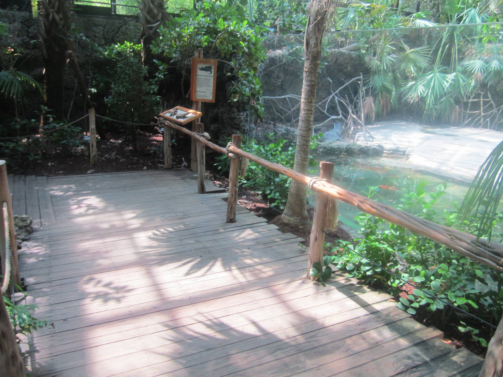 Jun. 2012-American crocodile exhibit viewing
