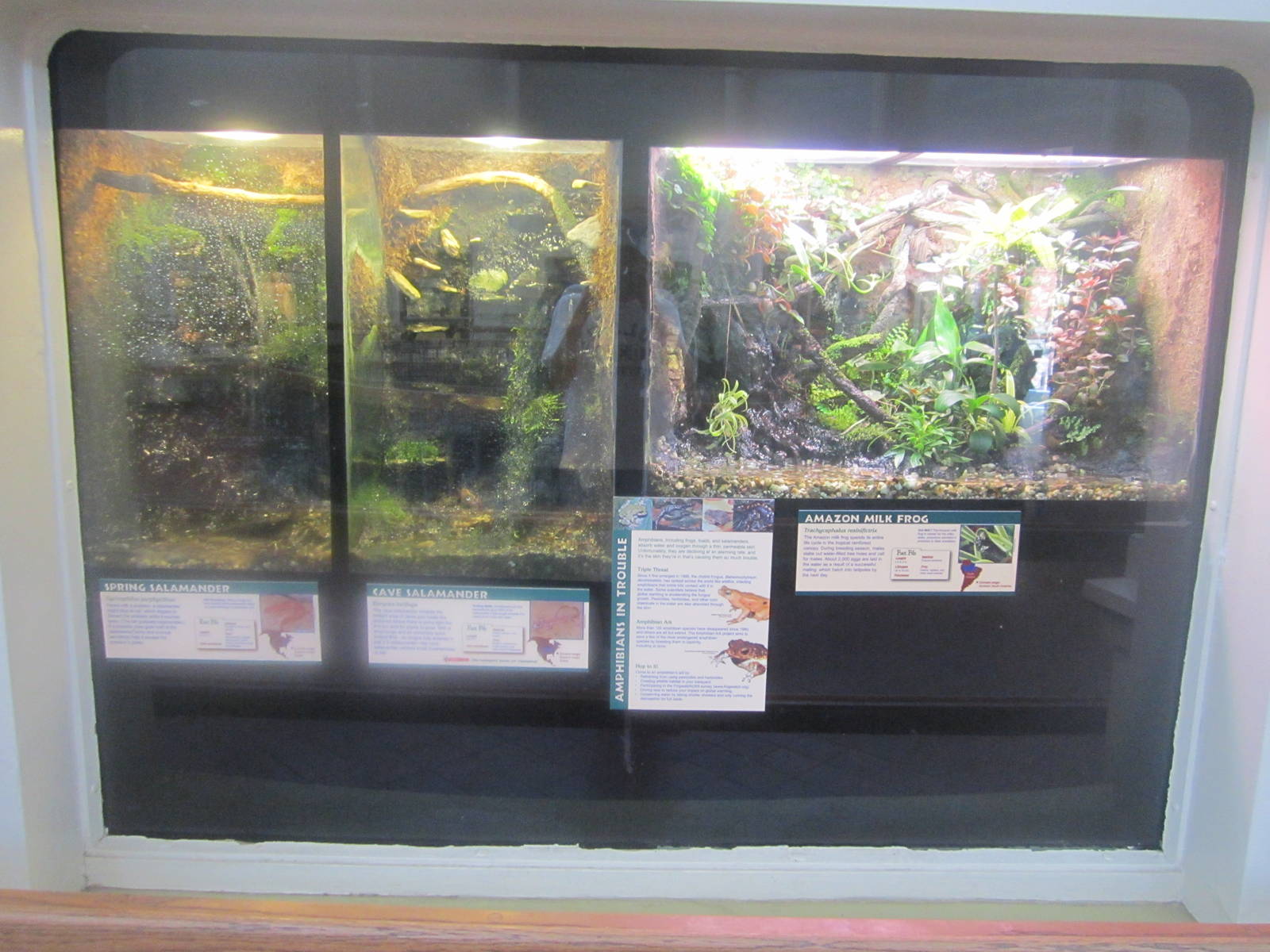 Jun. 2012-Amphibian exhibits in the Reptile House