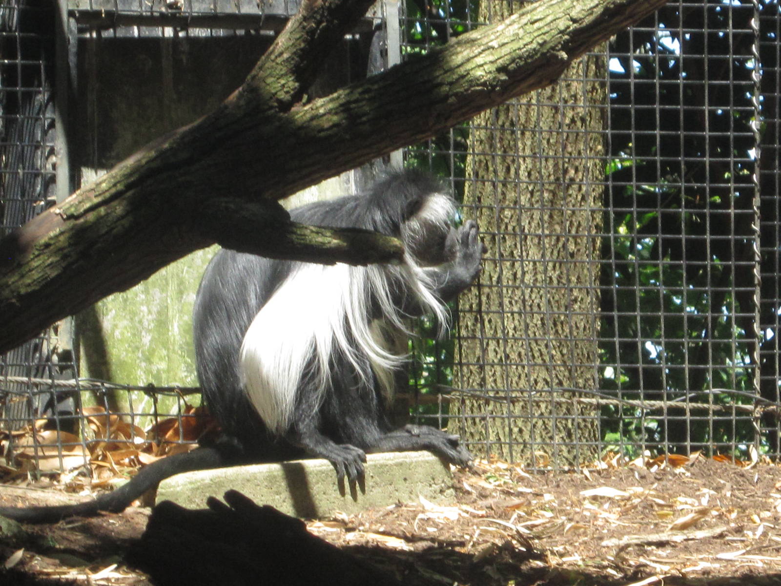 Jun. 2012-Angolan Colobus