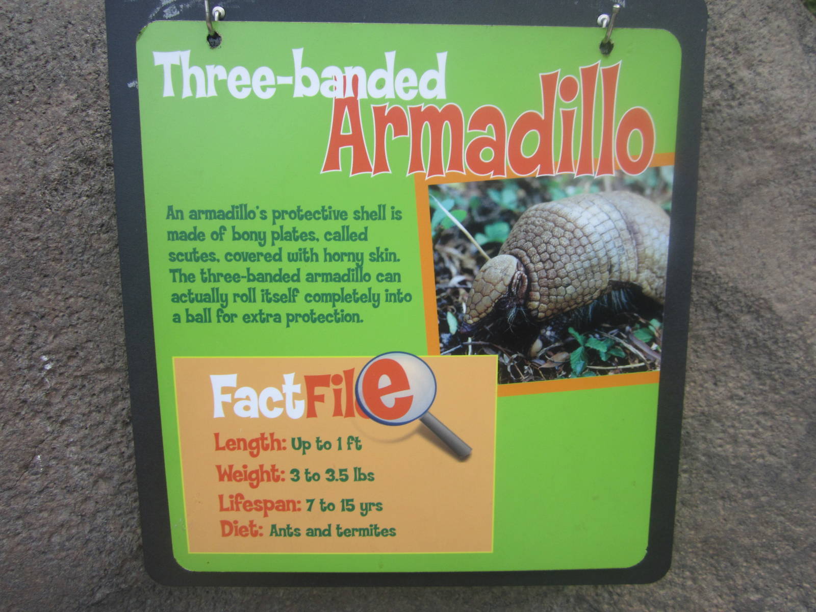 Jun. 2012-Armadillo sign