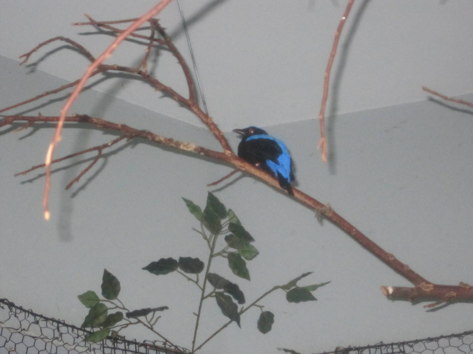 Jun. 2012-Asian Fairy Bluebird