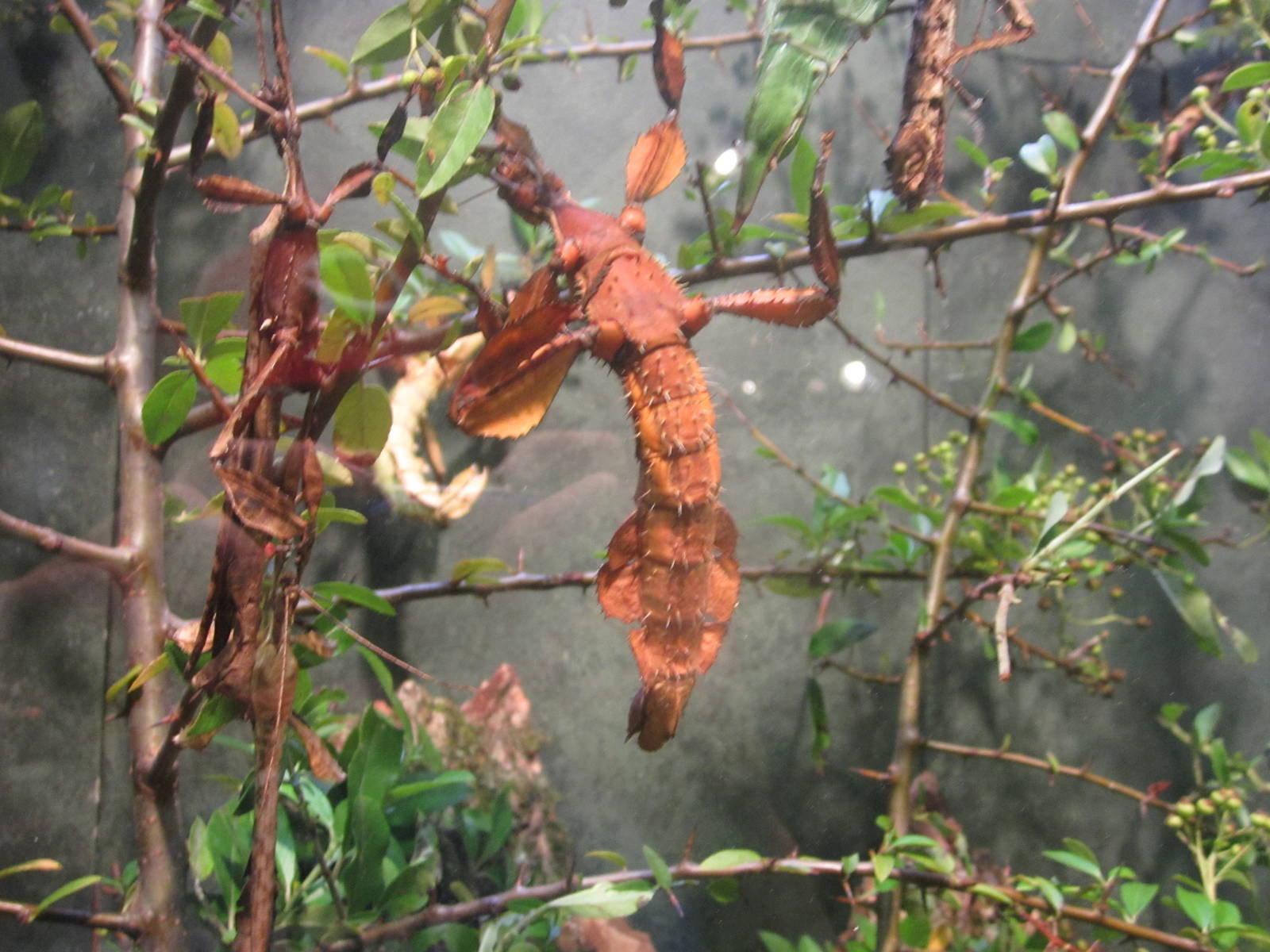 Jun. 2012-Australian Walking Stick